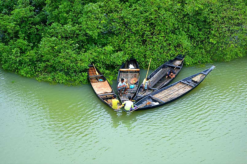 バングラデシュの天然マングローブ