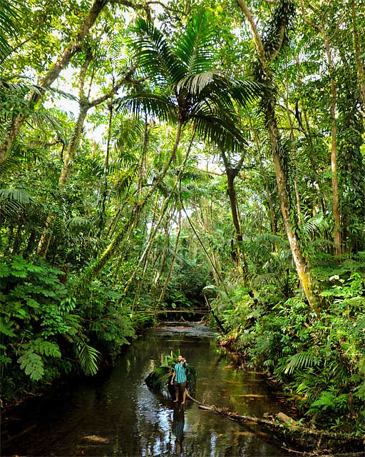 パラオの熱帯雨林